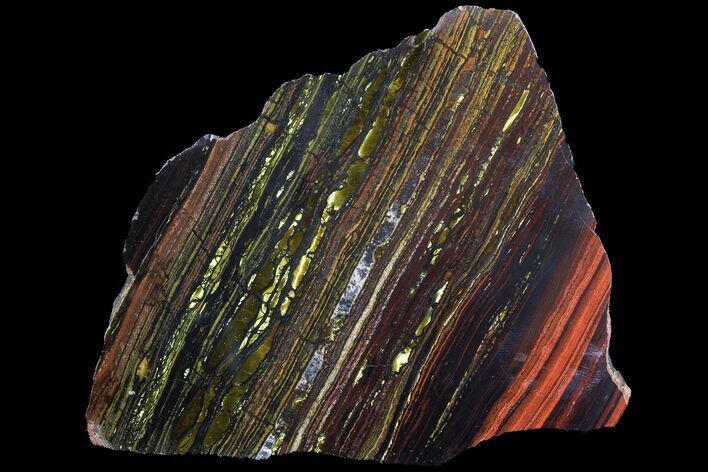 Polished Tiger Iron Stromatolite - ( Billion Years) #92969